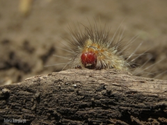 Paracles deserticola