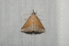 Hypena conscitalis