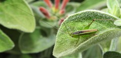 Conocephalus semivittatus