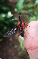 Cosmosoma sectinota
