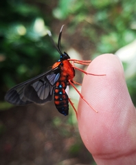 Cosmosoma sectinota