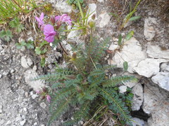 Pedicularis rostratocapitata