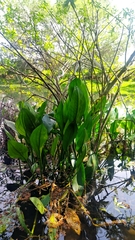 Alisma plantago-aquatica