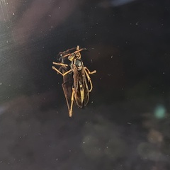 Mischocyttarus navajo