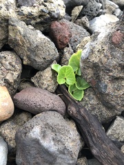 Centella asiatica