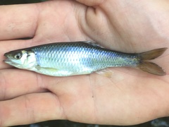 Cyprinella spiloptera