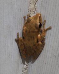 Polypedates leucomystax