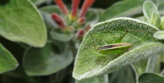 Conocephalus semivittatus