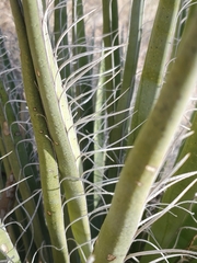 Yucca treculiana
