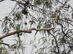Merops viridis