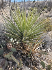 Yucca treculiana