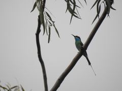 Merops viridis