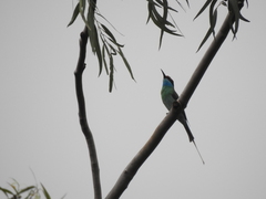 Merops viridis
