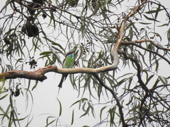 Merops viridis