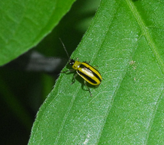 Amphelasma cavum
