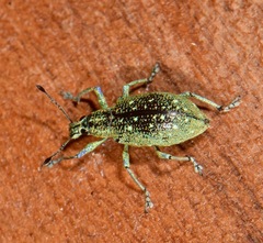 Exophthalmus jekelianus image