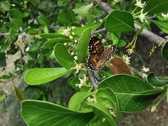 Phyciodes graphica