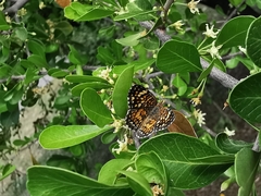 Phyciodes graphica