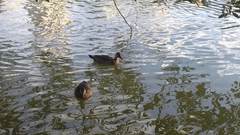 Amazonetta brasiliensis ipecutiri