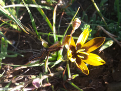 Hesperantha vaginata