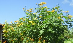 Tithonia diversifolia