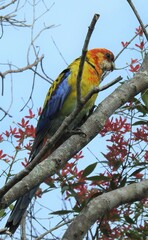 Platycercus eximius x adscitus