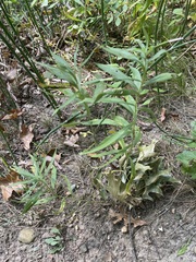 Solidago gigantea