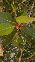 Ficus benghalensis