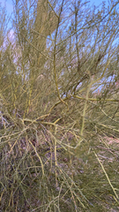 Parkinsonia microphylla
