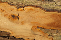 Fulvifomes johnsonianus