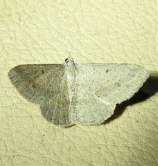Isturgia penthearia