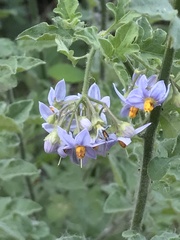Solanum alphonsei