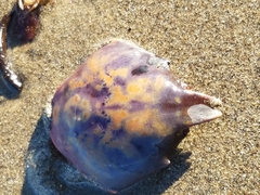 Taliepus nuttallii