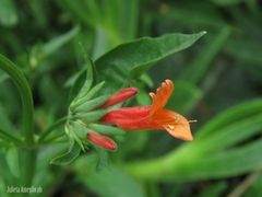 Dicliptera squarrosa