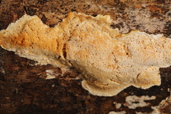 Antrodiella