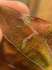 Stigmella