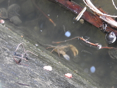 Somanniathelphusa sinensis