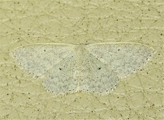 Scopula optivata