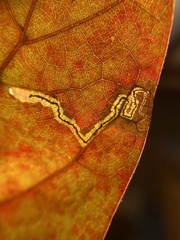 Stigmella