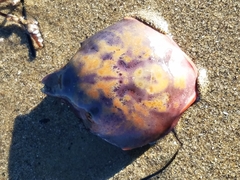Taliepus nuttallii