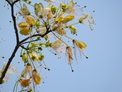 Crateva adansonii trifoliata