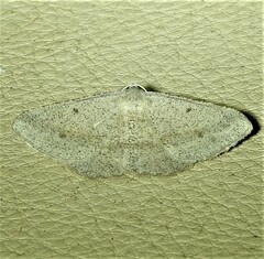 Isturgia penthearia