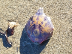 Taliepus nuttallii