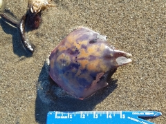 Taliepus nuttallii