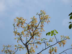 Crateva adansonii trifoliata