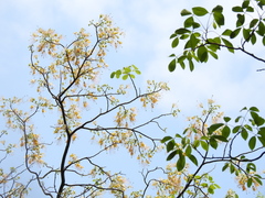 Crateva adansonii trifoliata