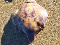 Taliepus nuttallii