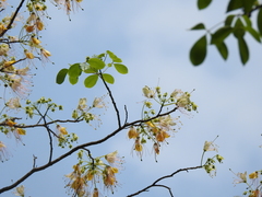 Crateva adansonii trifoliata