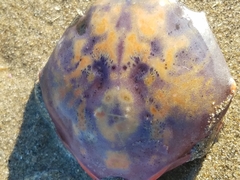 Taliepus nuttallii
