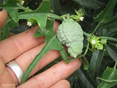 Araujia brachystephana